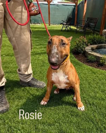 Rosie